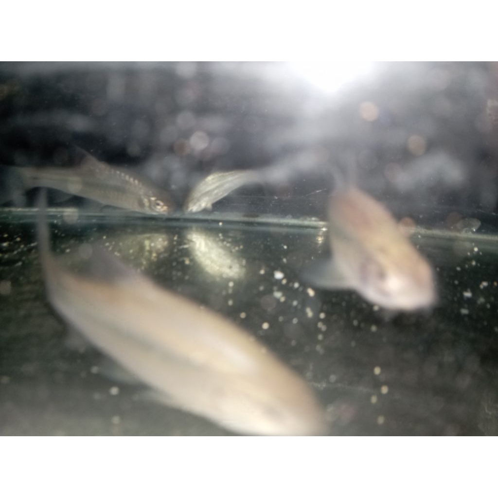 HiasanAquarium / Ikan wader alam