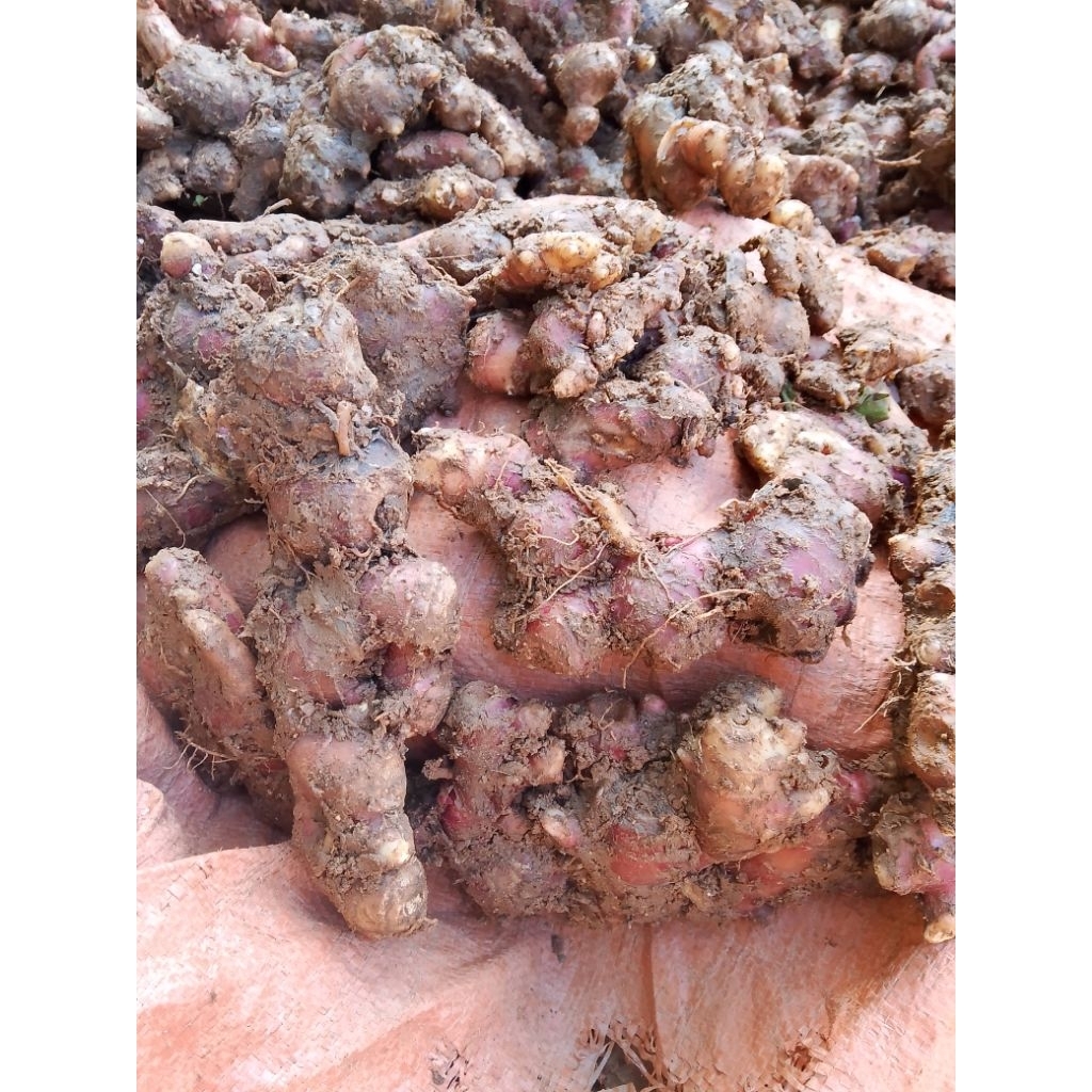 

JAHE MERAH SEGAR RED GINGER BERKUALITAS PER 1KG