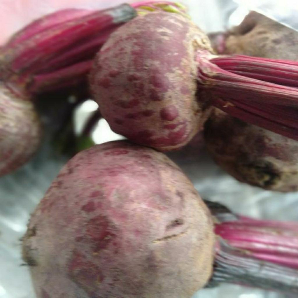 

BUAH BIT Betavulgaris segar