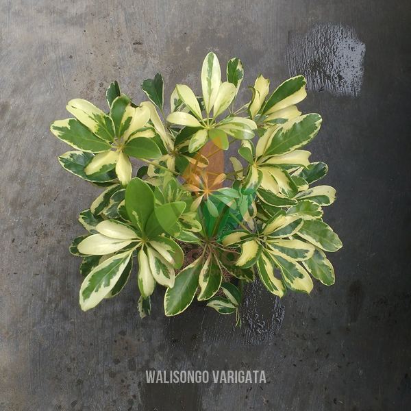 Bibit Tanaman Hias Walisongo Daun Varigata