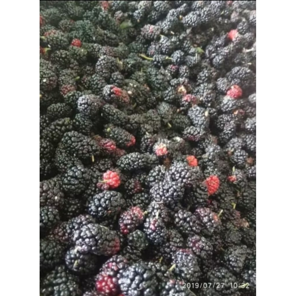 

blackberry frozen 1 kg