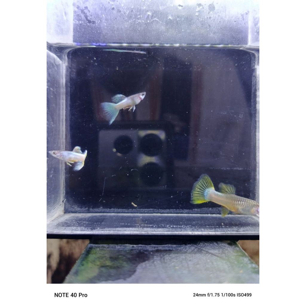 Pakan Guppy Yellow Pingu gen swr
