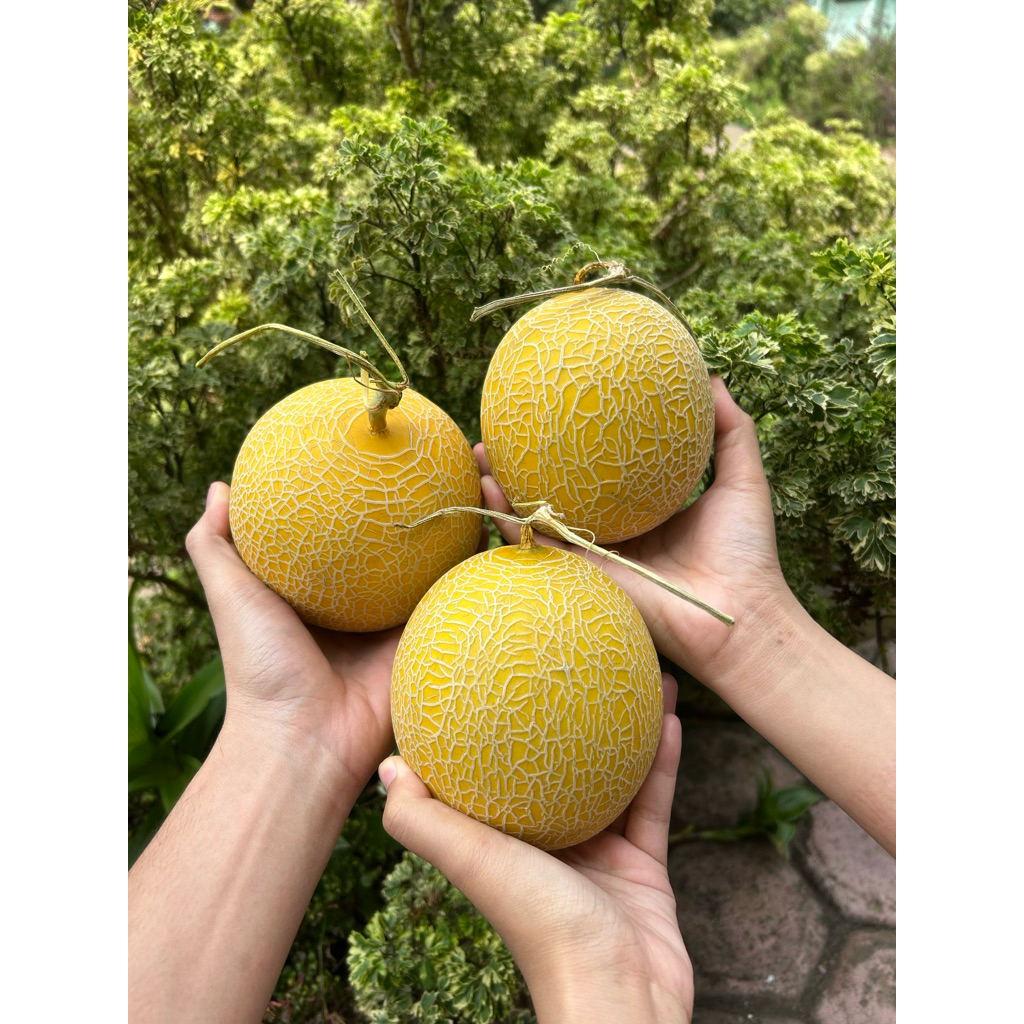 

Melon Inthanon -+ 800g