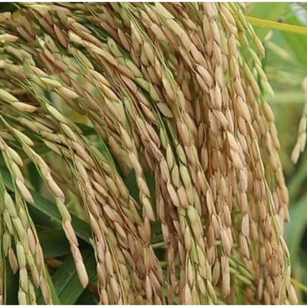 BENIH PADI INPARI 32 1KG