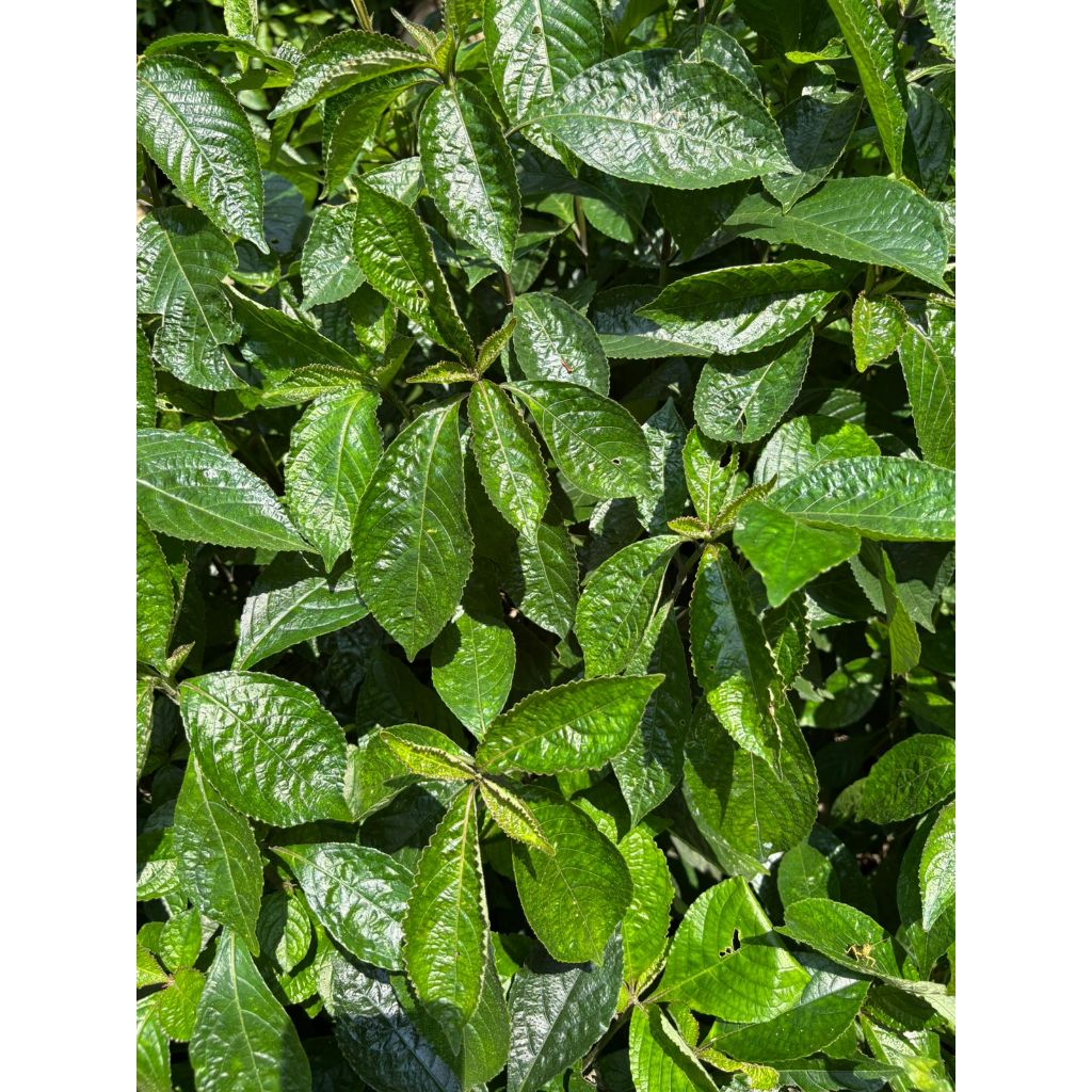 

daun herbal pecah beling dapat (15 lembar)