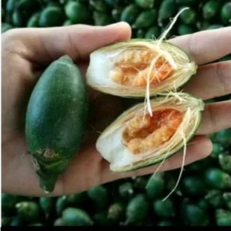 

Buah pinang muda 1 kg