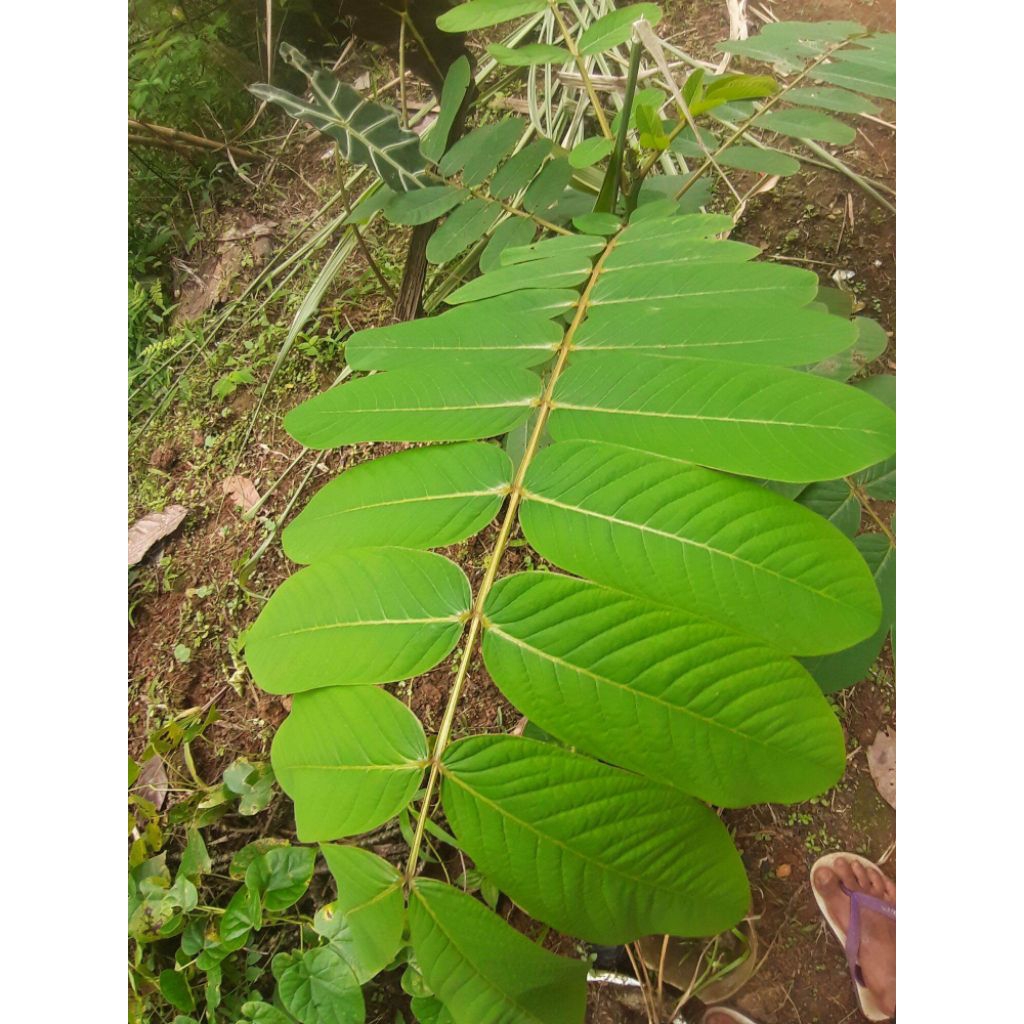 

Daun ketepng segar 100 lembar (kimanila/cassiaaltal)