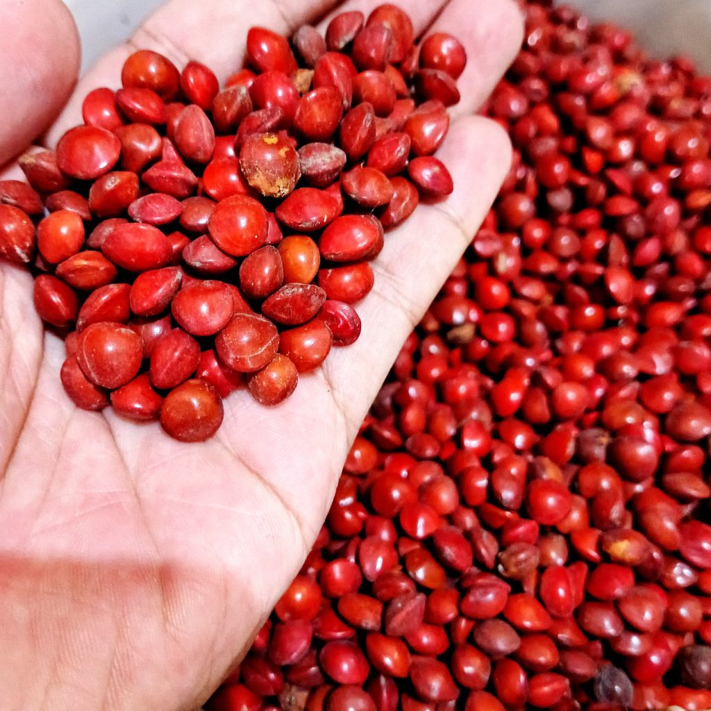 

Buah sogo - biji saga besar - biji saga merah - biji saga merah non corak