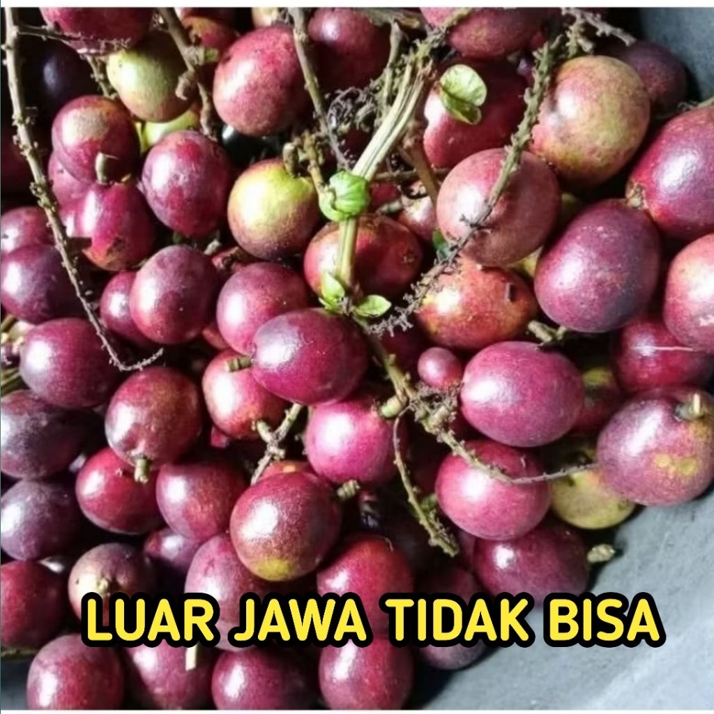 

Buah Matoa Fresh Manis daging Tebal 1 Kg