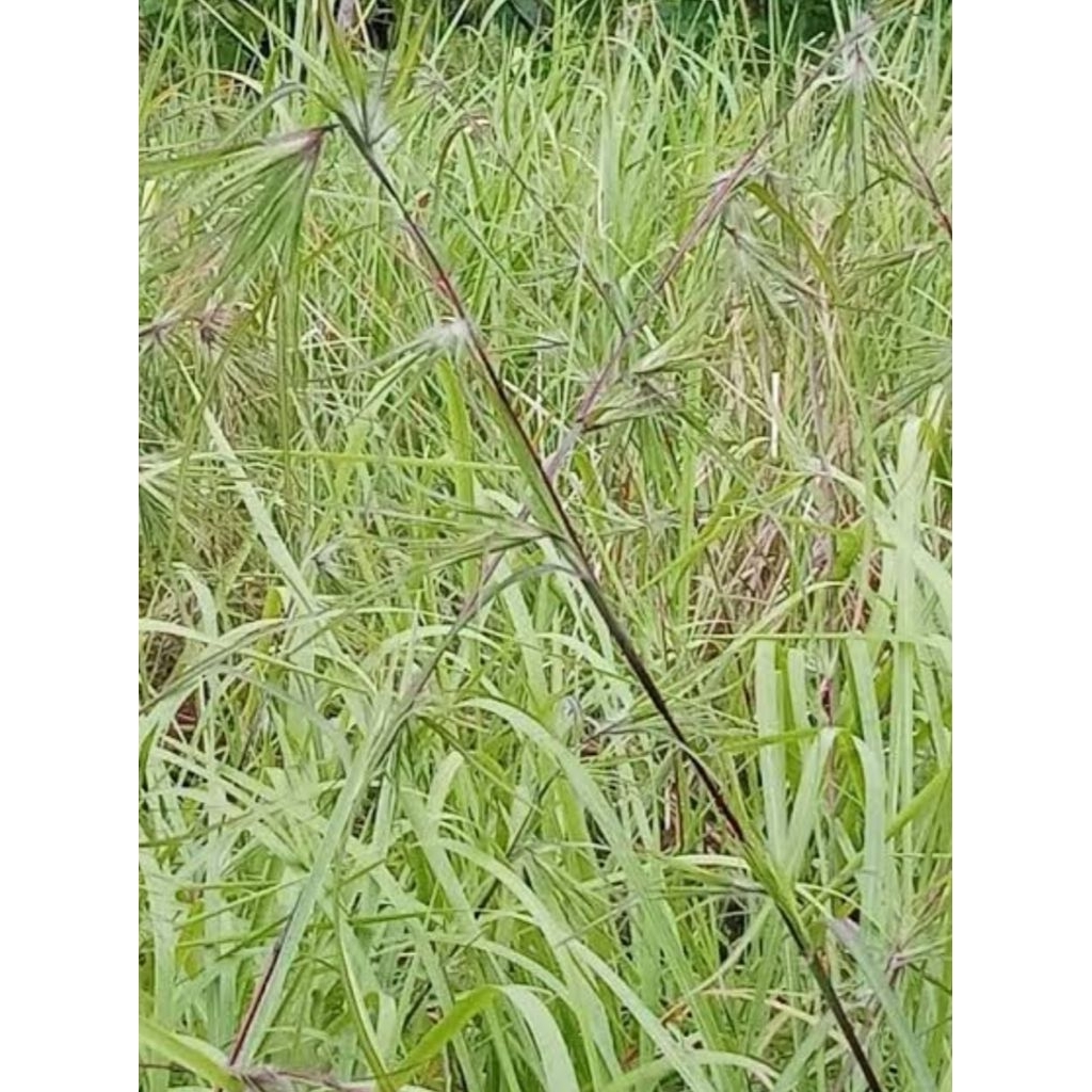 

Daun rumput bujang asli organik berat 100gr rempah nusantara