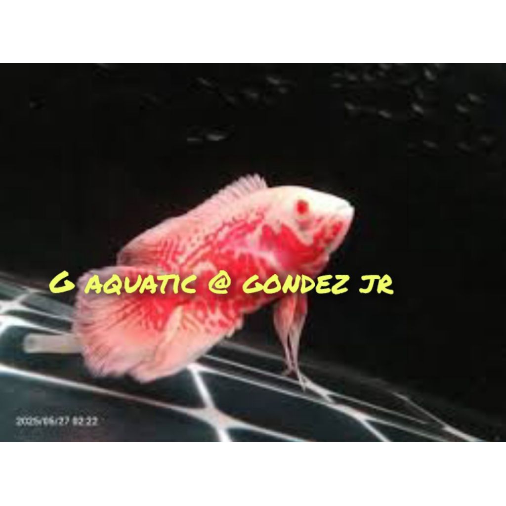 ikan Oscar Tiger albino slayer size 7-8cm