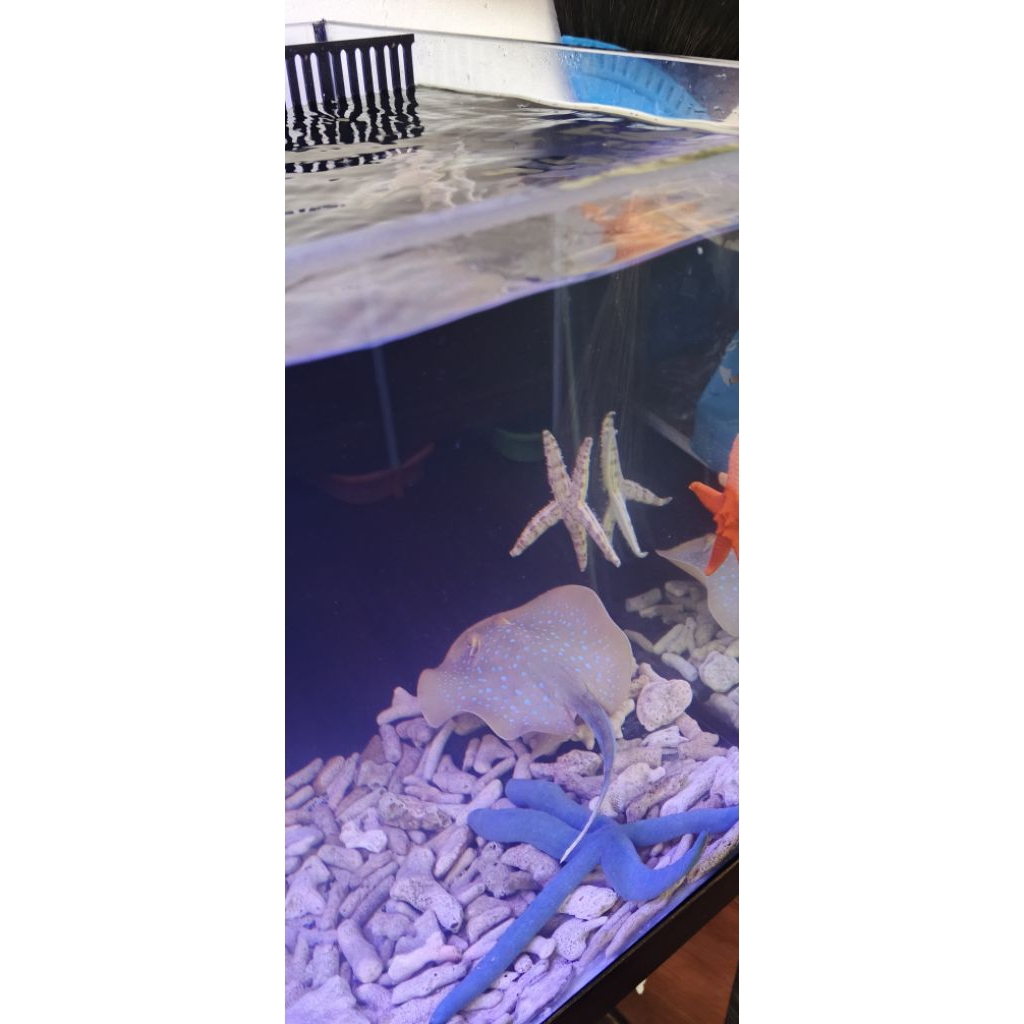 Ikan Hias Laut Pari Totol Biru Hidup