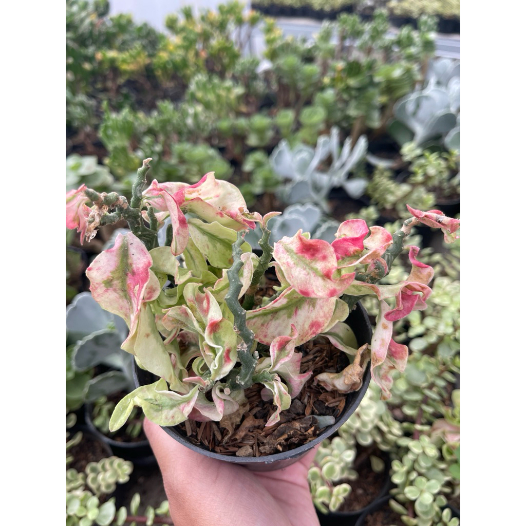 

Sukulen Selada Cantik