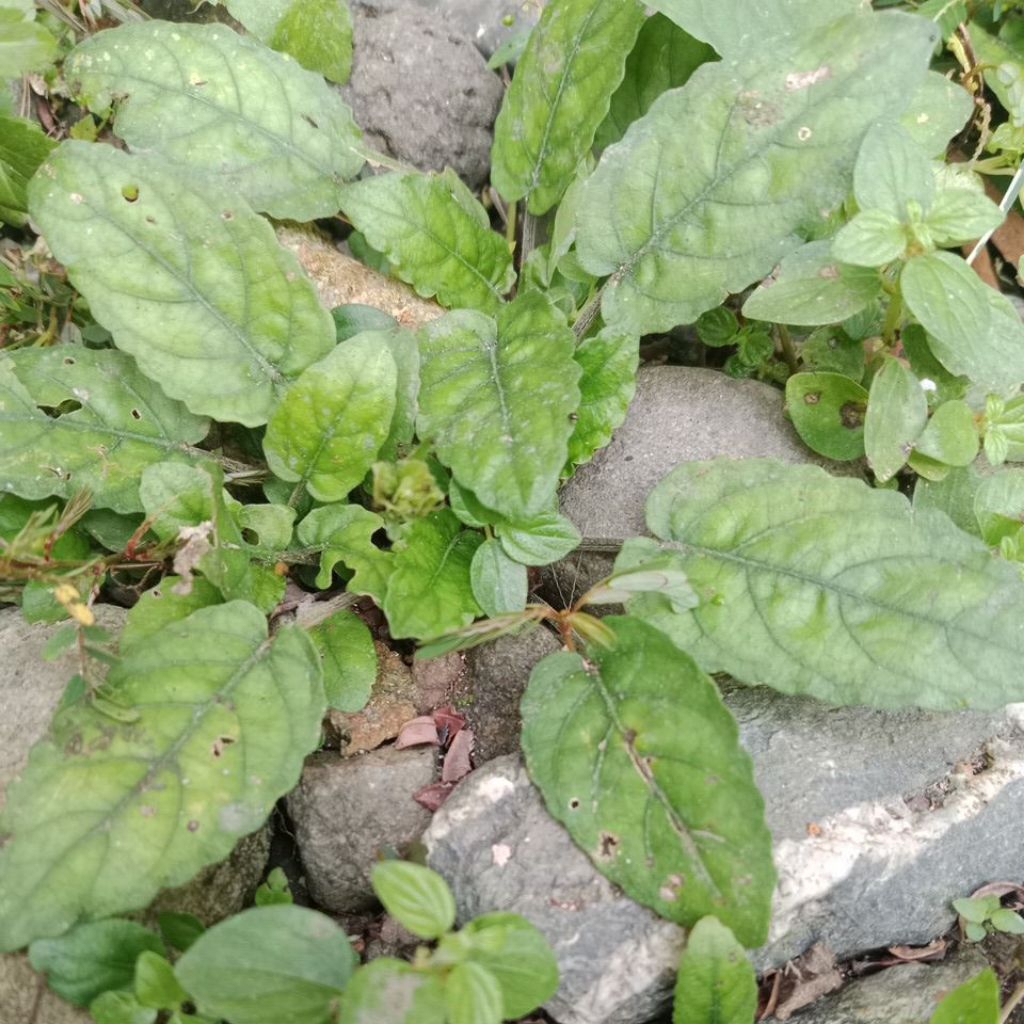 

Daun Tanaman Gempur Batu Beserta Akar 100Gram