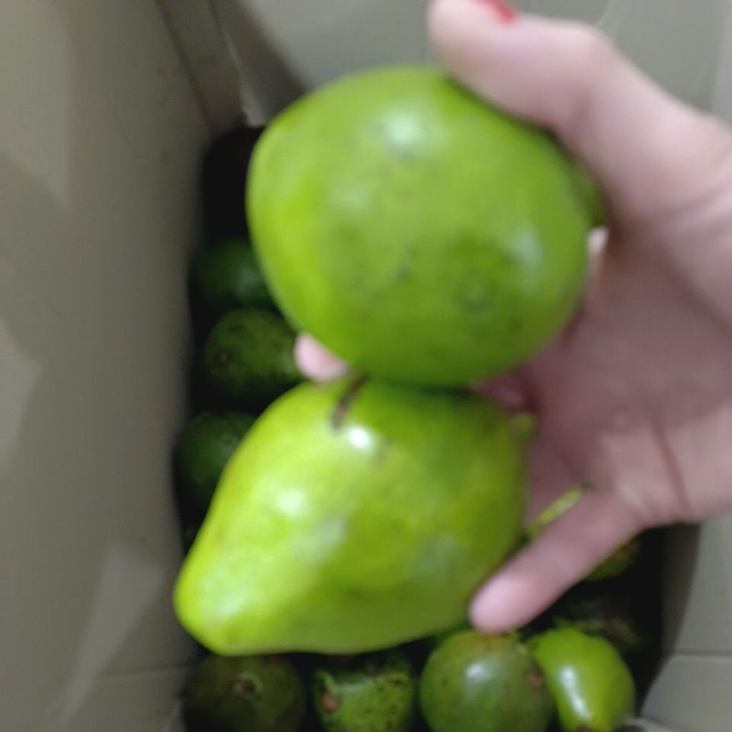 

BUAH ALPUKAT MENTEGA PREMIUM 1KG