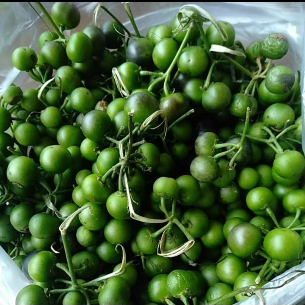 

Lenca Segar /Lalapan Leunca Fresh