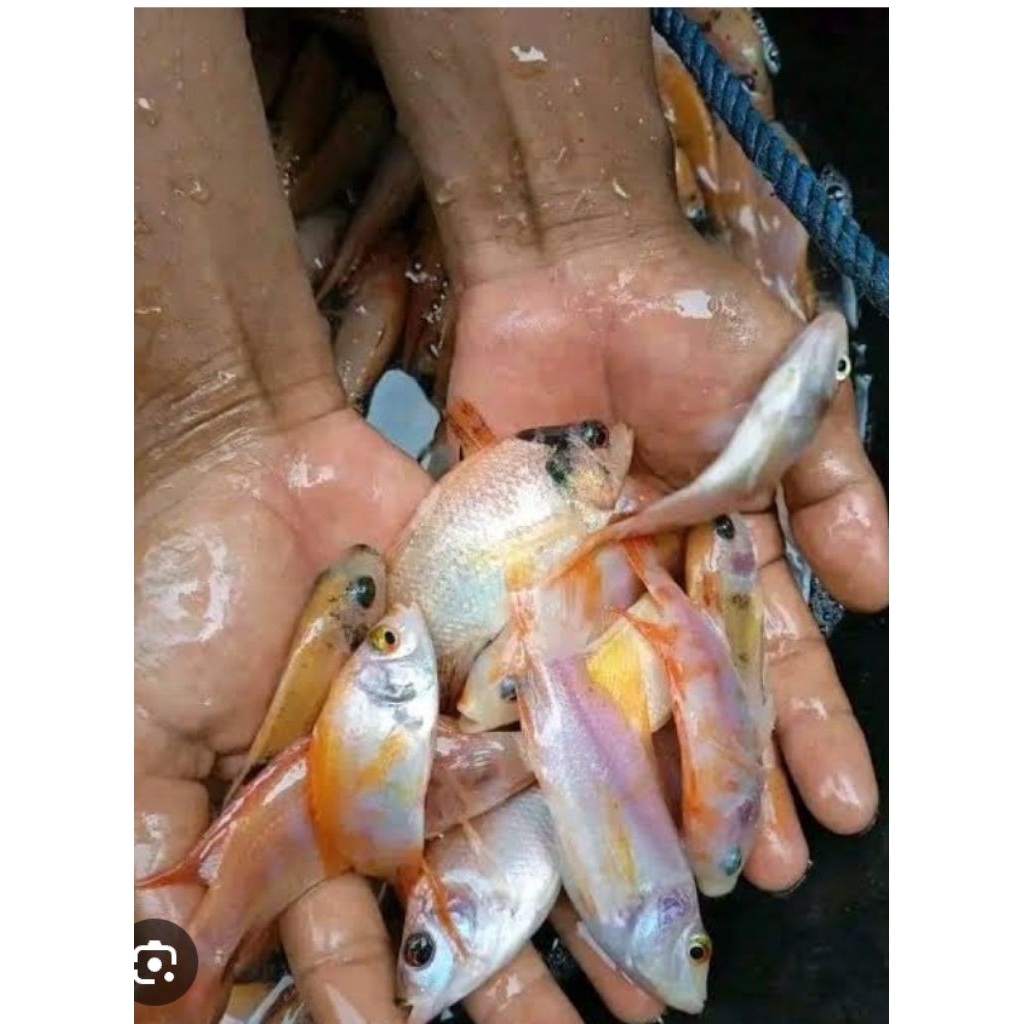 Bibit ikan nila merah Bangkok 7-8cm paket 10-50ekor