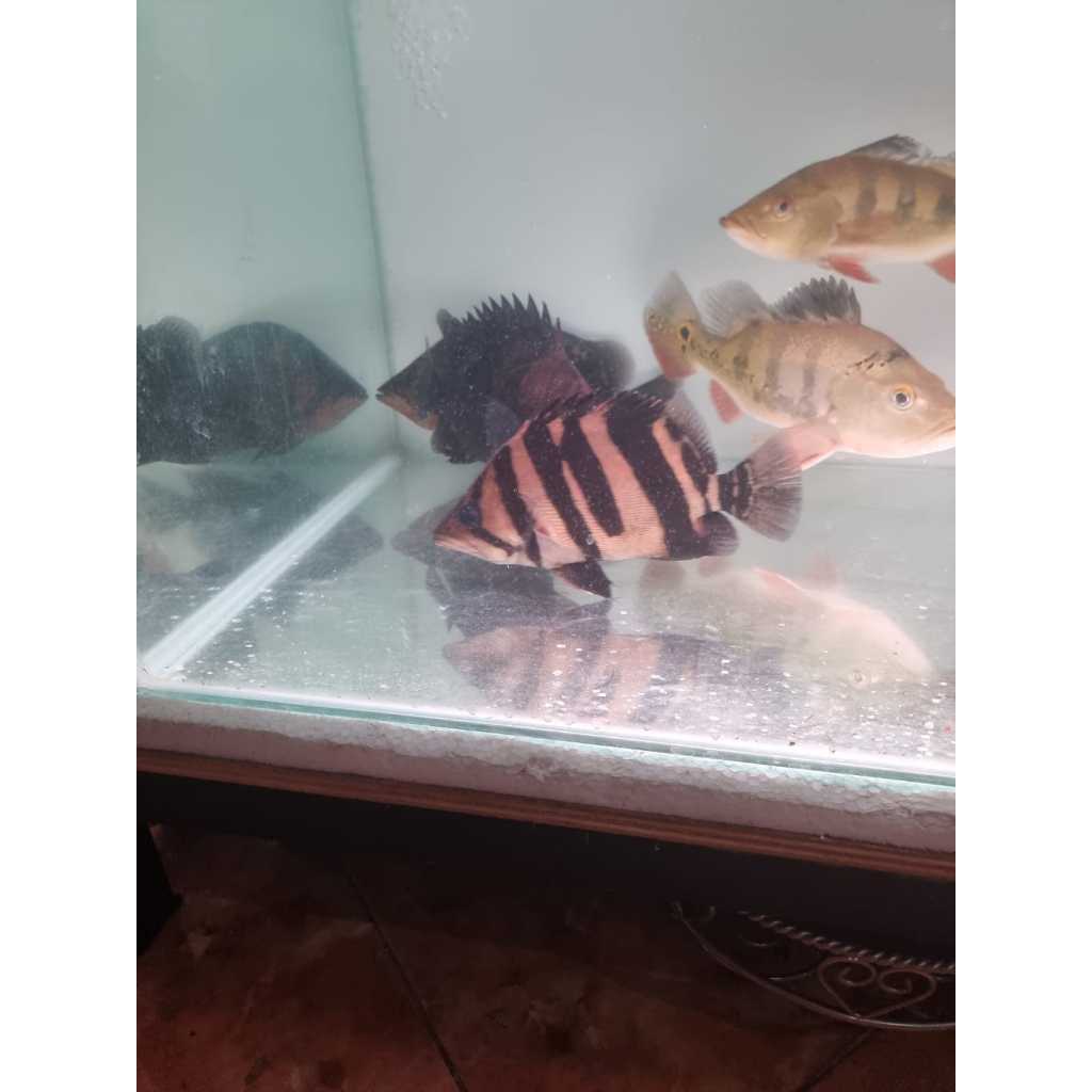 datz mixbar jumbo size 15 - 25cm