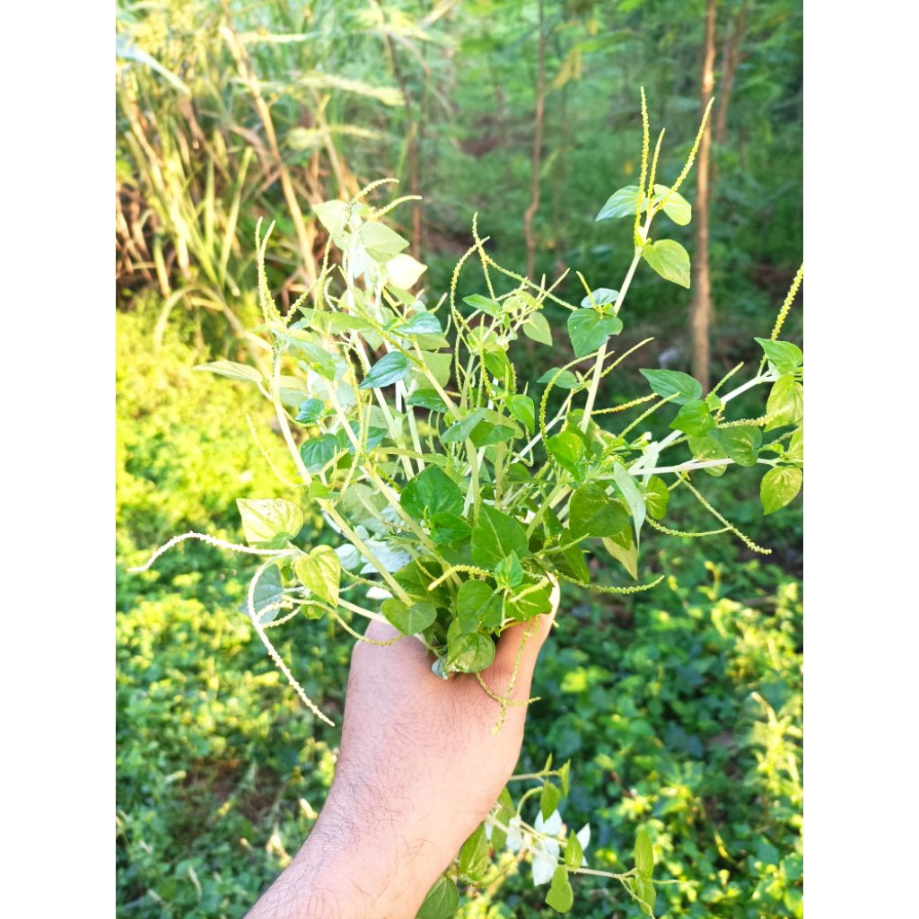 

Sirih Cina atau Sirih Tumpang Air