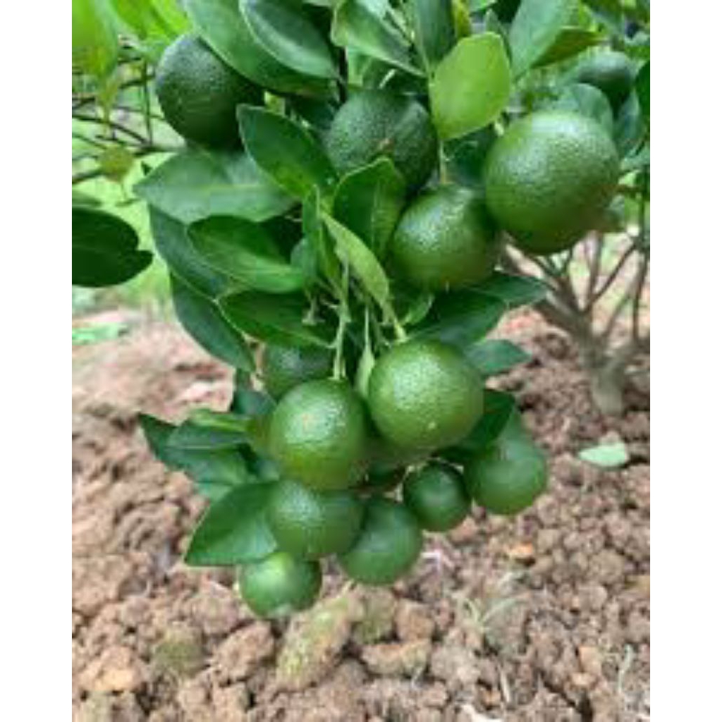 

(JERUK SONGKIT) karstury/songkitas segar murni alami fres dari kebun 1klo gram ukuran sedang