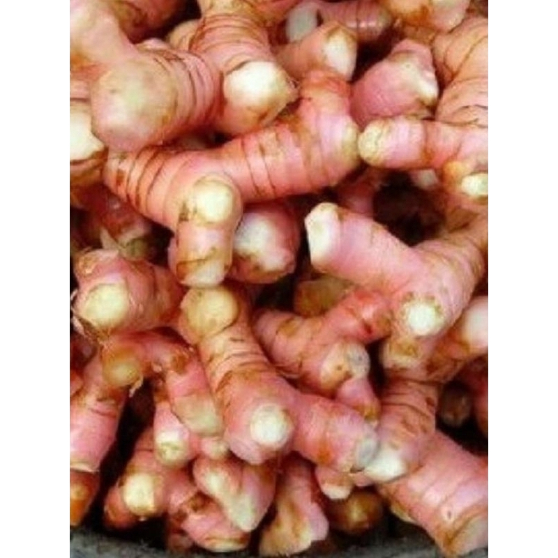 

LENGKUAS SEGAR / LENGKUAS FRESH 500 Gram