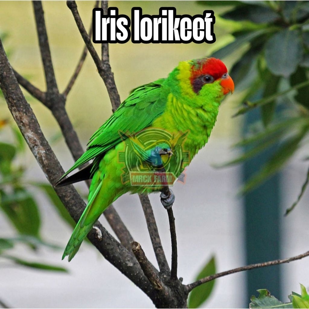 

Telur burung iris lorikeet fertil siap ditetaskan