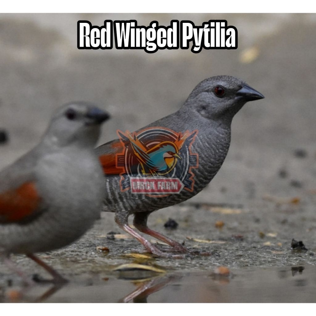 

Telur fertil burung red winged Pytilia siap tetas