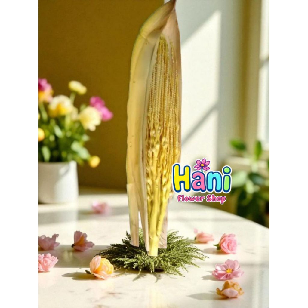 

BUNGA PINANG - KEMBANG JAMBE - MANGGAR MUDAH FRESS BELUM MEKAR