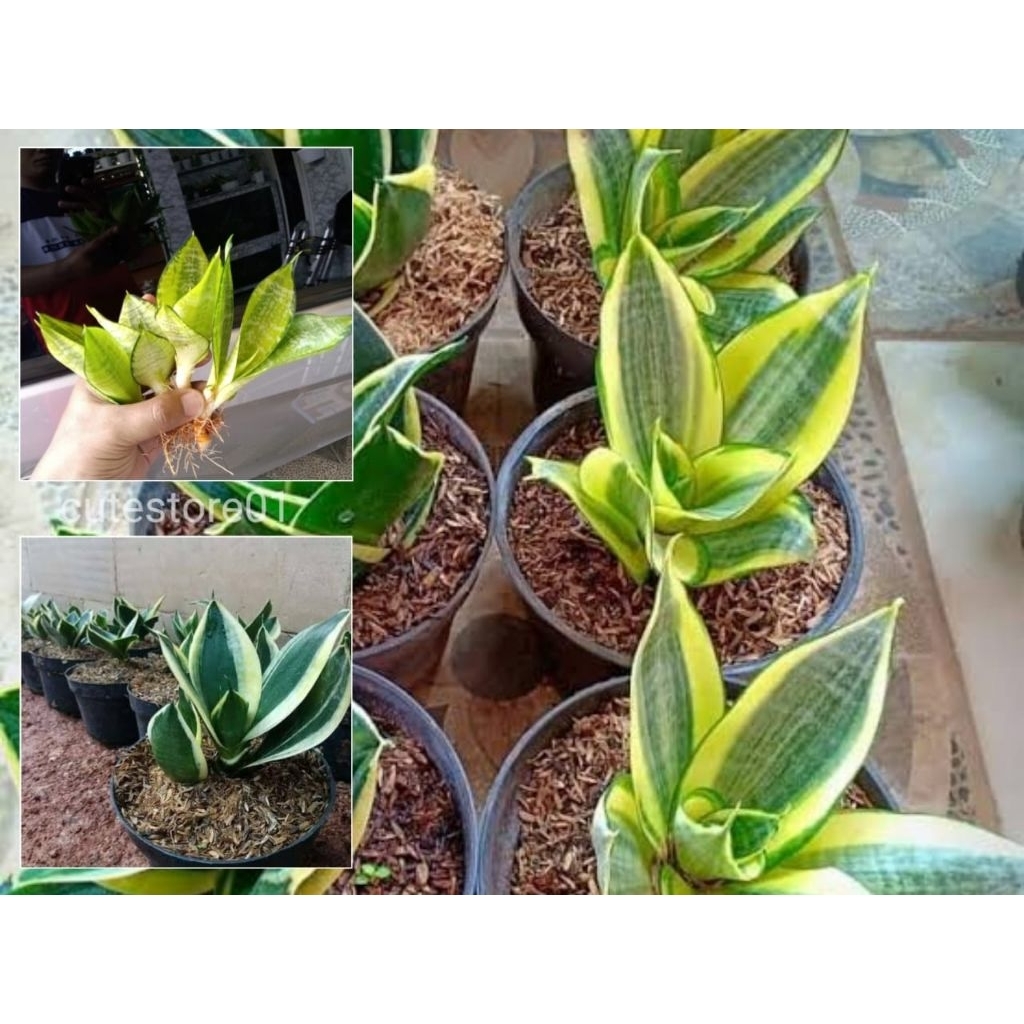 (Mini) Lidah Mertua Sansevieria Kuning