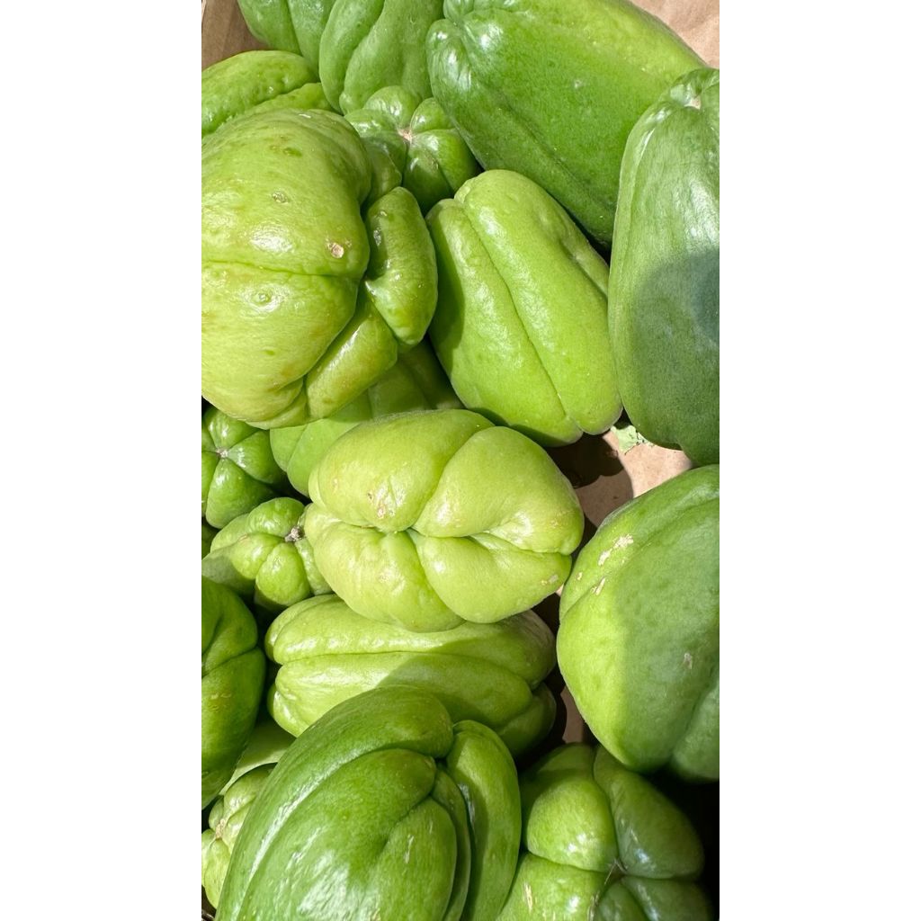 

Labu Siam Besar / Jipang Fresh Berkualitas Pengiriman Instant 1kg