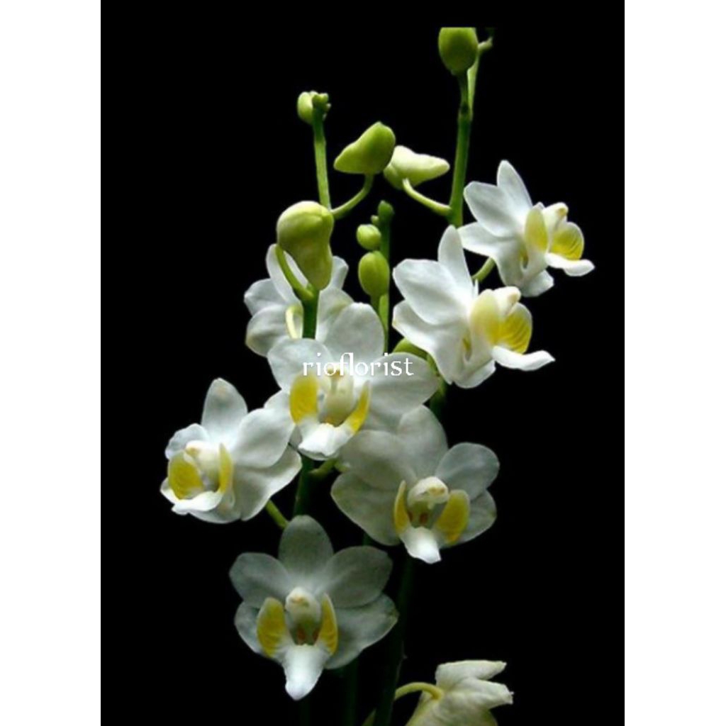 anggrek doritis pulcherrima dewasa