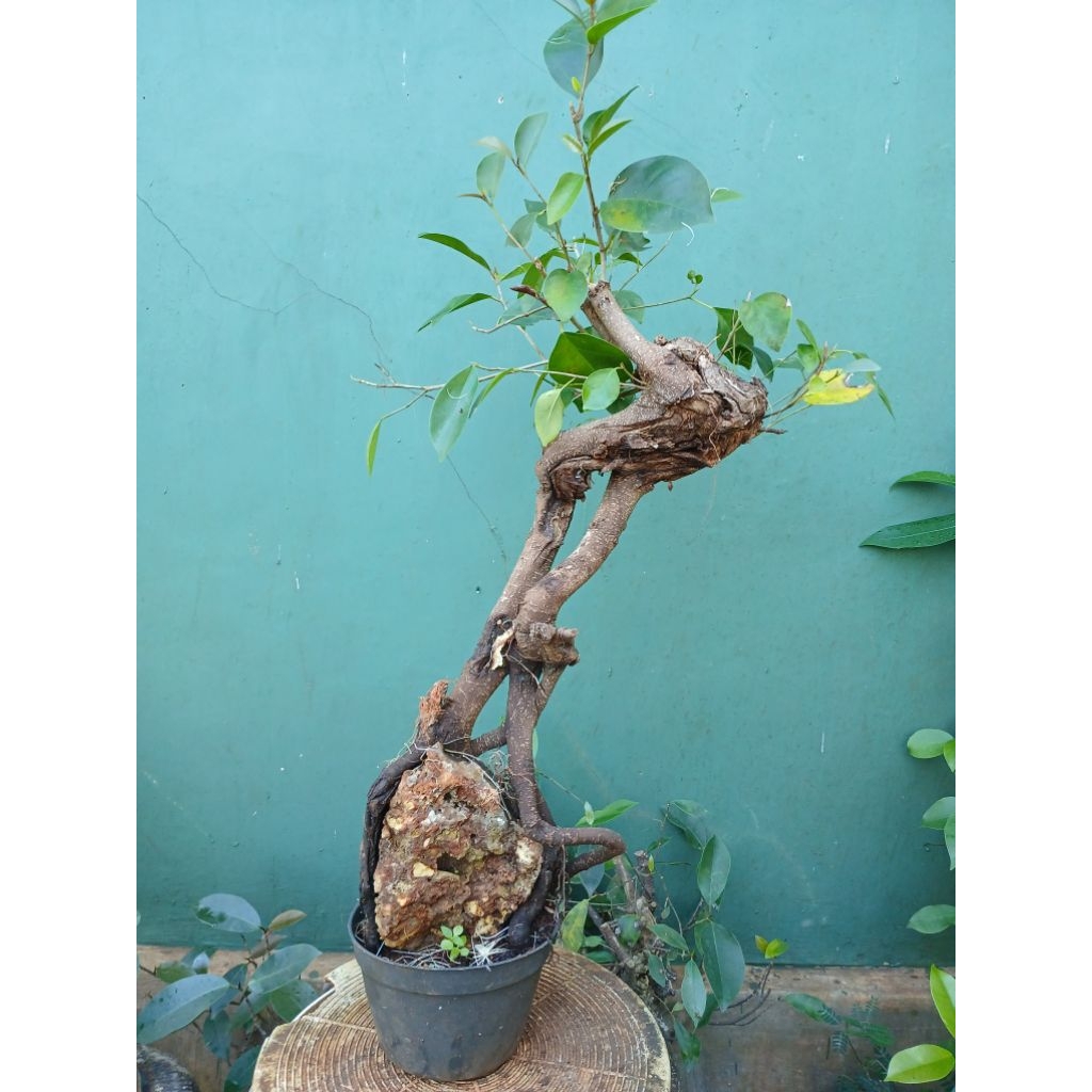 Iprik pucuk merah on the rock