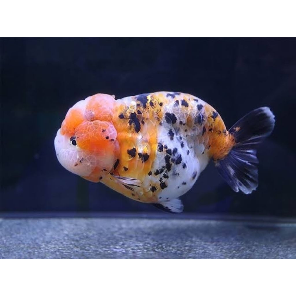 KOKI RANCHU CALICO TRICOLOR DEWASA (TELUR AYAM JUMBO)