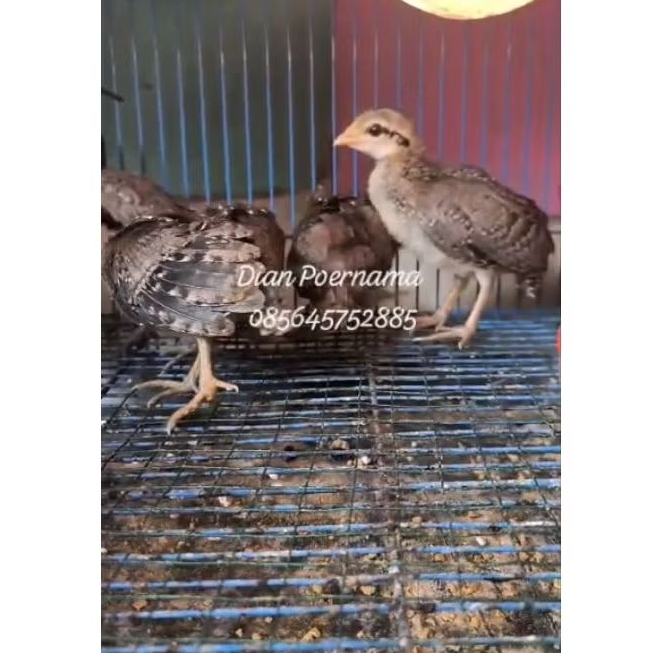ANAK AYAM HUTAN HIJAU