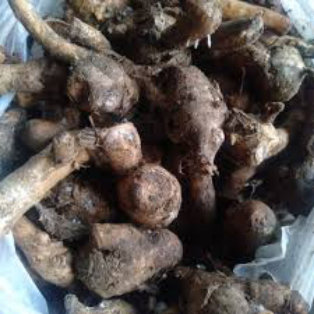

BIANG/EMPU TEMU KUNCI tanpa AKAR