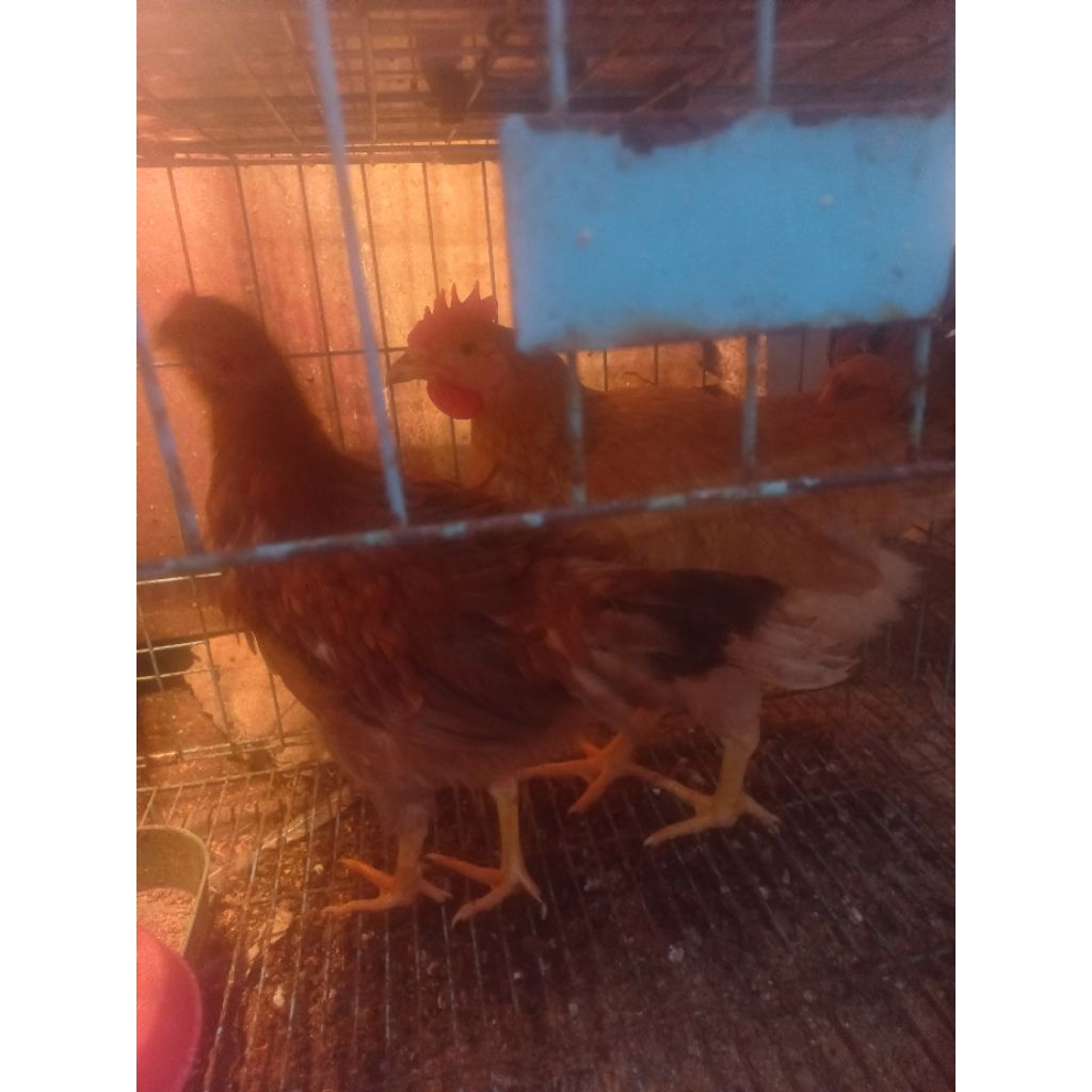 Sepasang ayam merawang umur 2 s/d 3 bulan