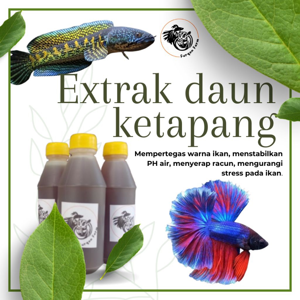 Extrak daun ketapang laut 100ml