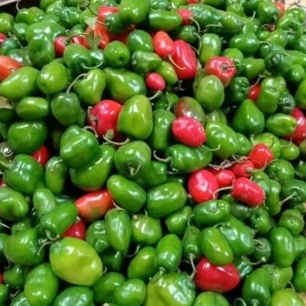 

cabe gendot fres 500g dari bandung