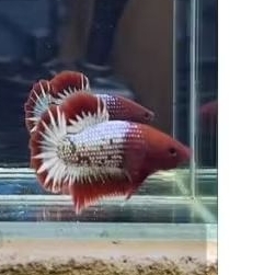 Ikan cupang Fccp red head