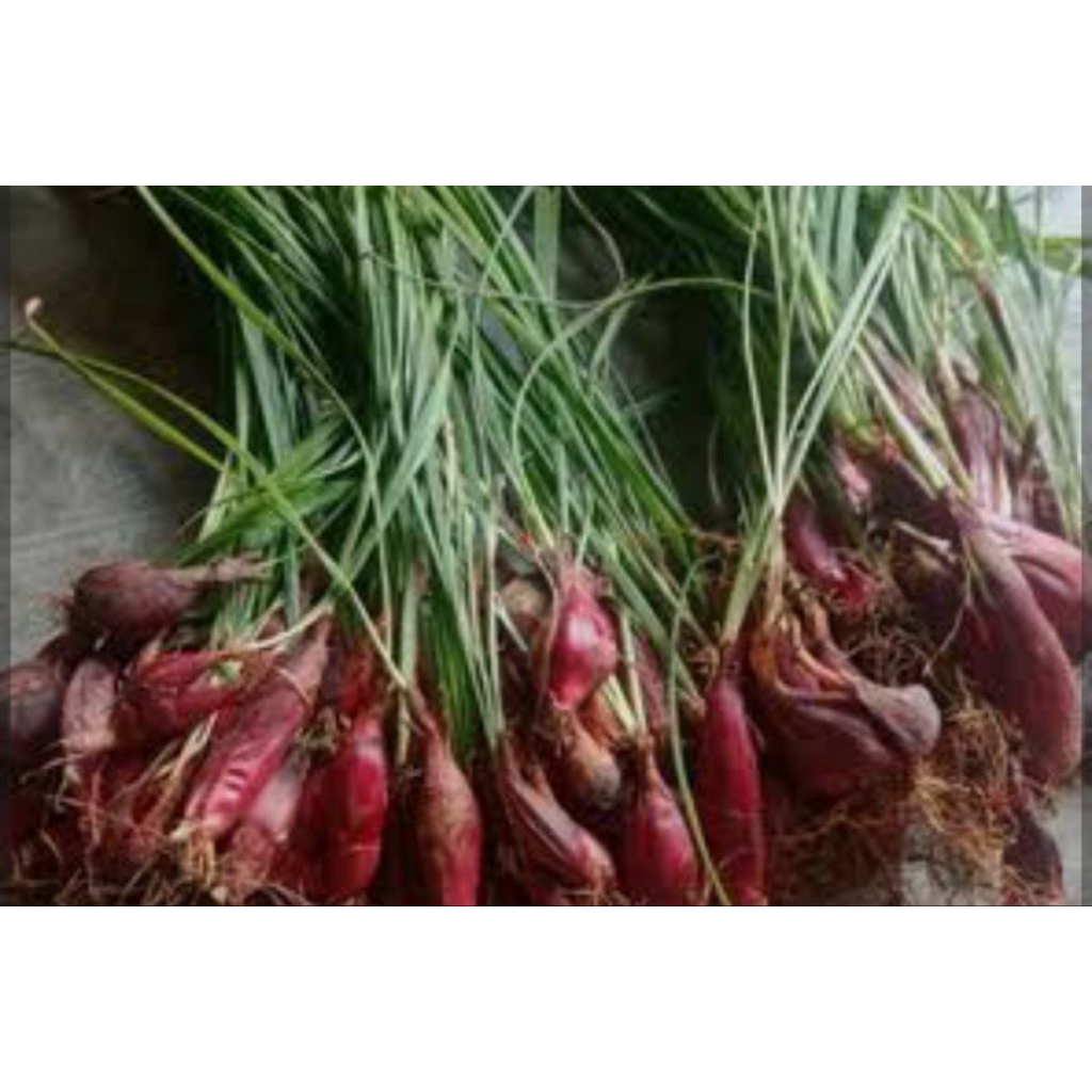 

Bawang dayak,segar,100gram