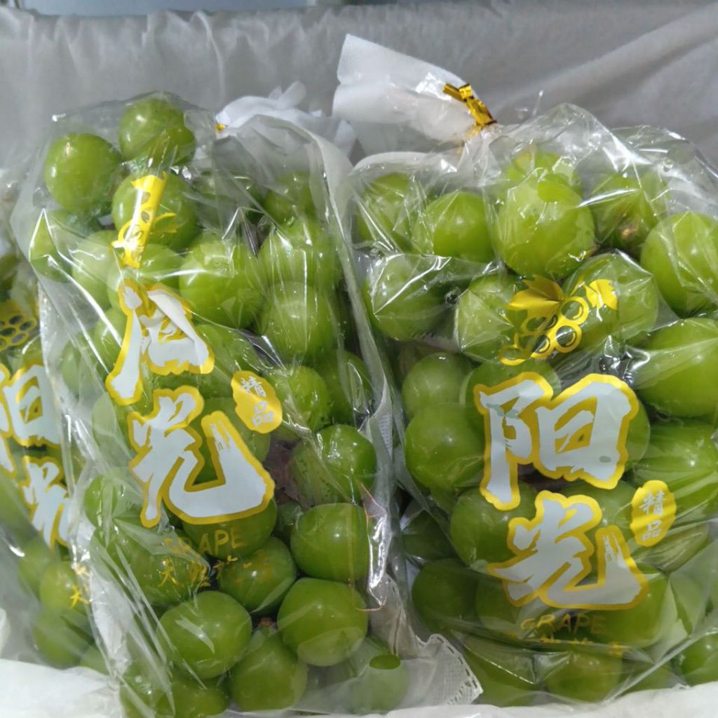 

Anggur Hijau Shine Muscat Premium | 700 - 800 gr