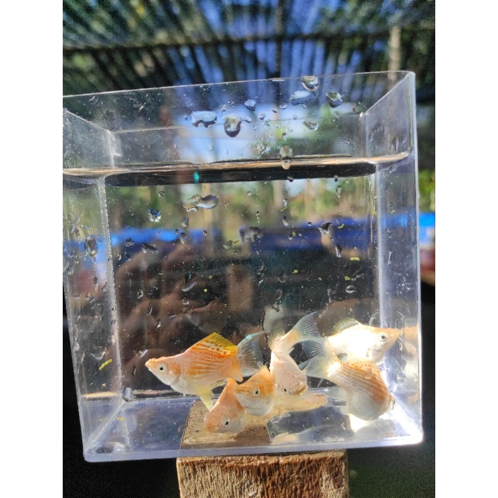 Molly Merpati balon cawang