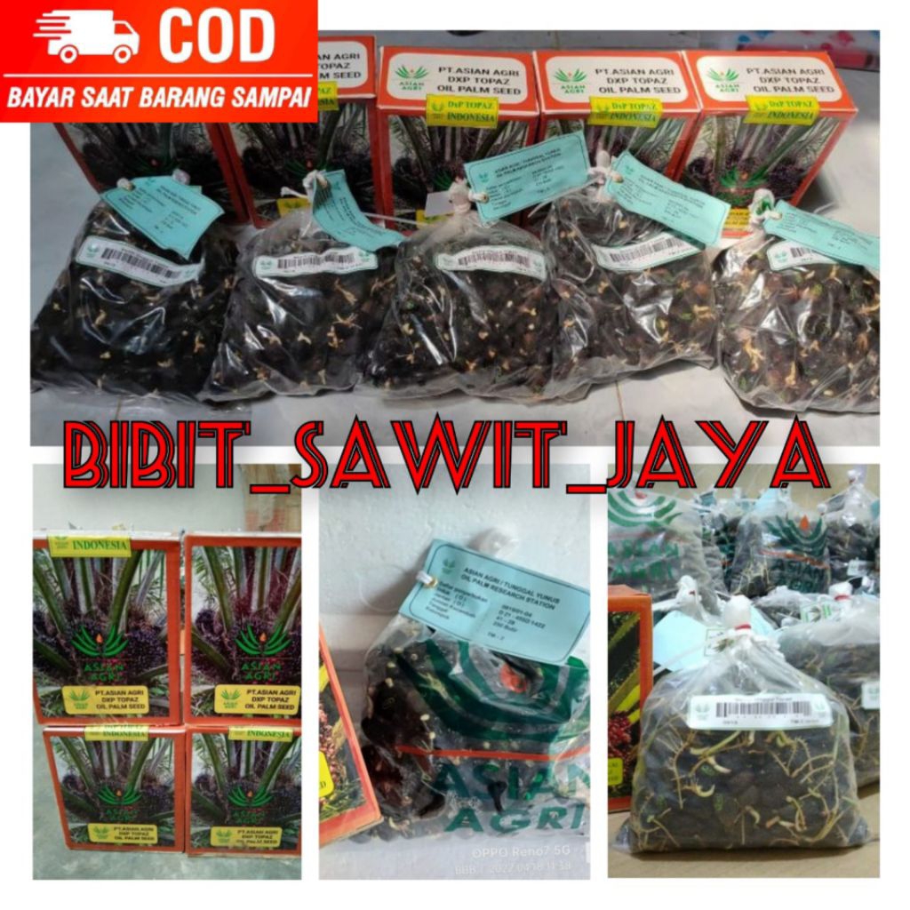 COD bibit kecambah sawit KUALITAS UNGGUL DxP TOPAZ