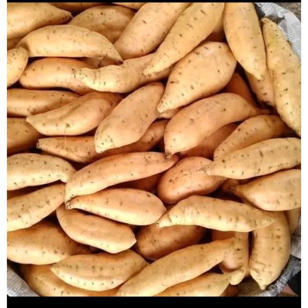 

Ubi madu Cilembu ukuran sedang manis legit beli 10kg lebih hemat