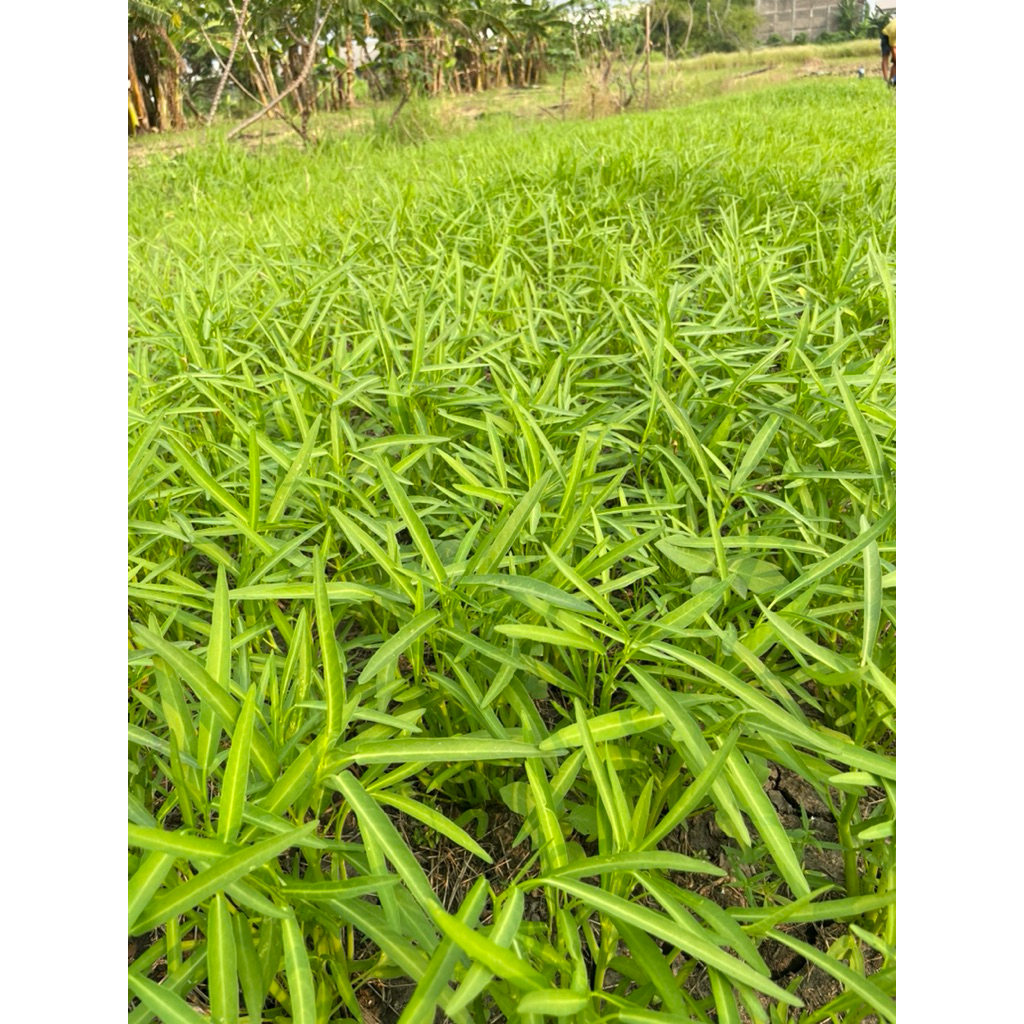 Lionmarket Benih/Bibit Kangkung Daun Sempit Kiloan 1Kg Super Bersih