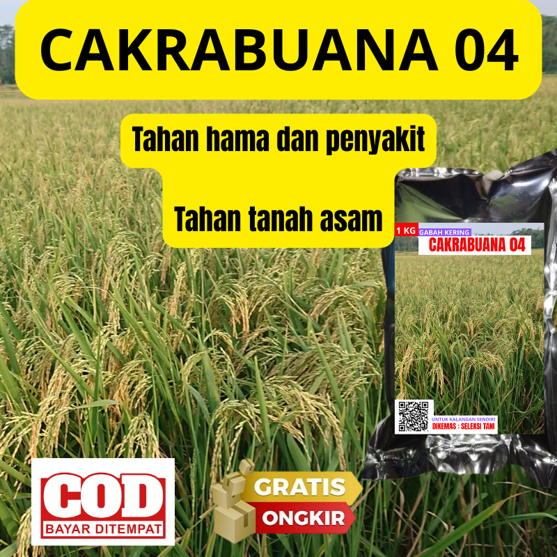 Bibit Benih Padi CAKRABUANA 04 Original CAKRABUANA04 premium 1kg