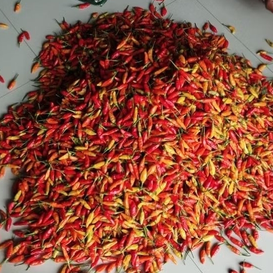 

Cabe Rawit ORI pedas