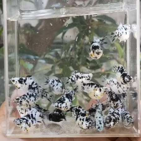 Molly Balon Marble Rountail