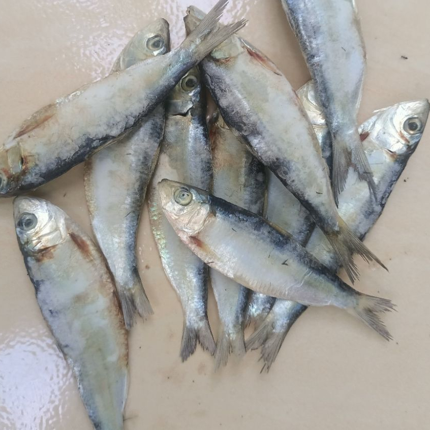 

IKAN ASIN TEMBANG SUPER SISIK KACA MURAH