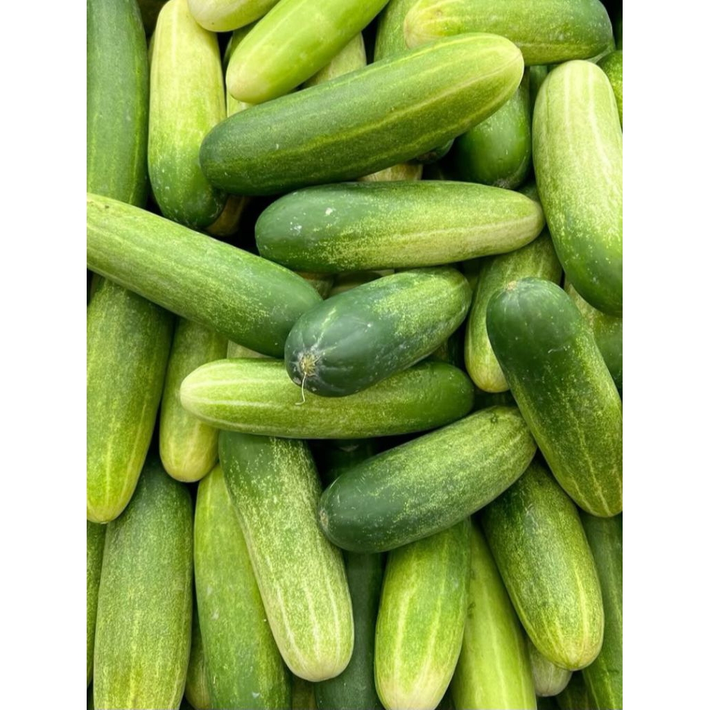 

timun baby timun lalap 100 g sayur segar jogja